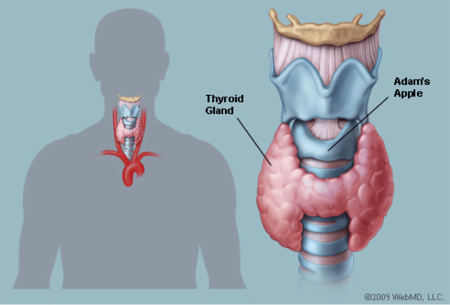 Why are so Many People Getting Thyroid Related Illnesses?